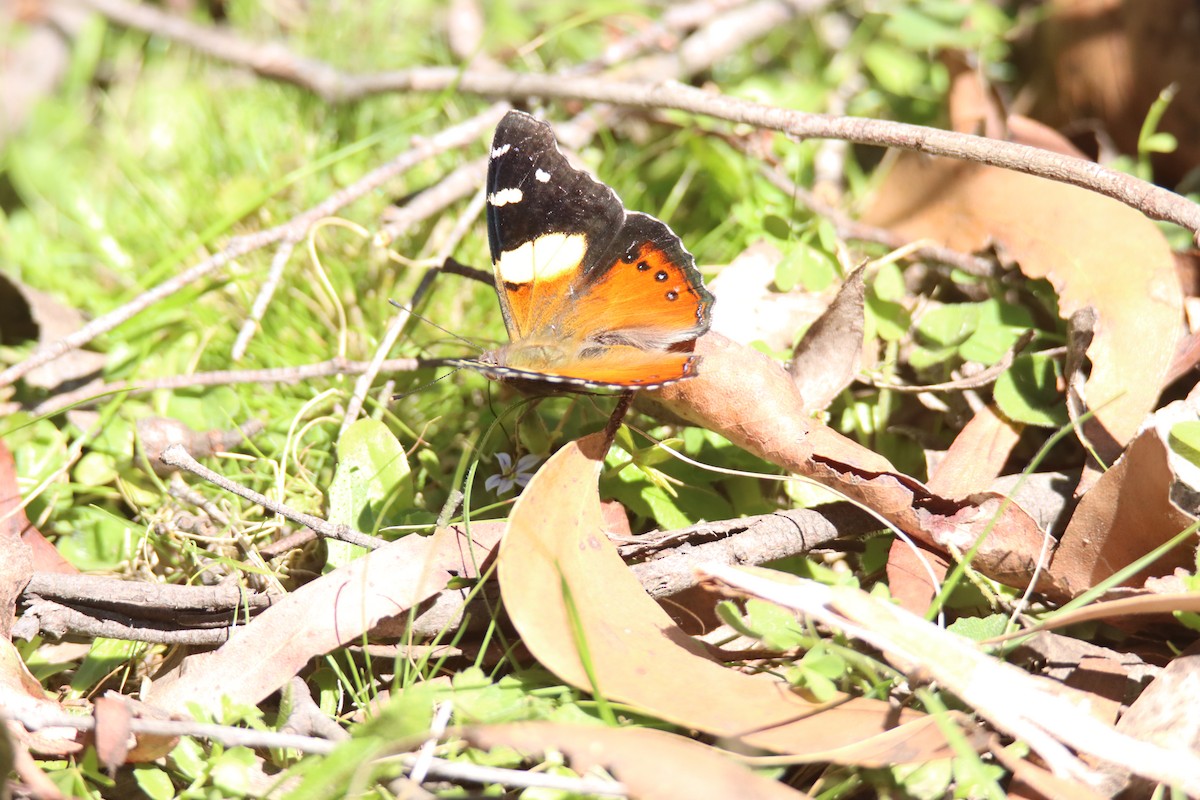 Yellow Admiral - ML646032452