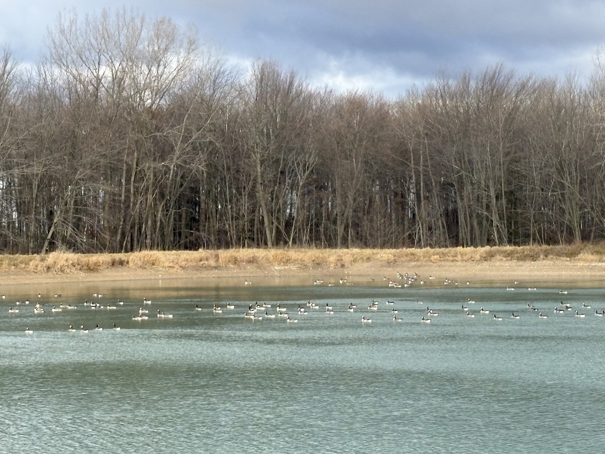 berneška velká - ML646032453