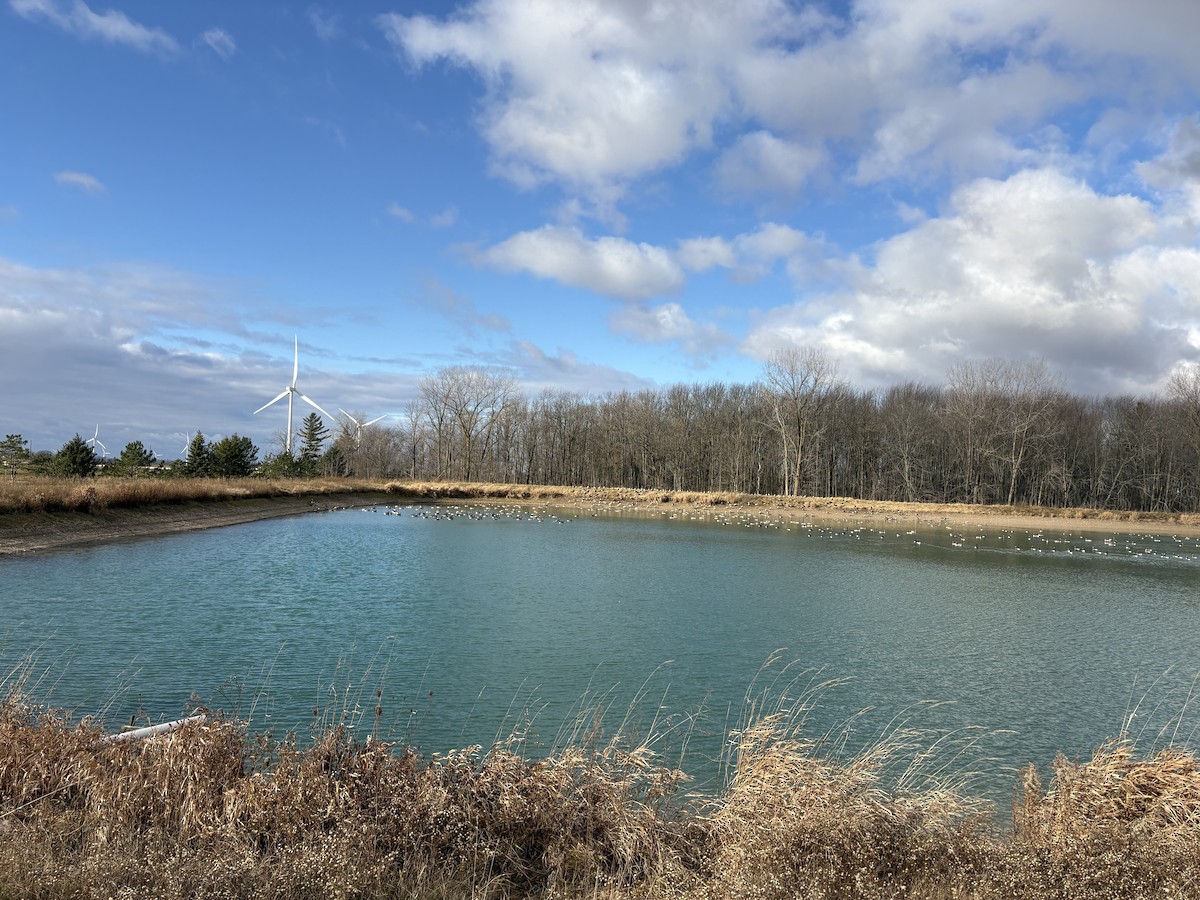 berneška velká - ML646032454