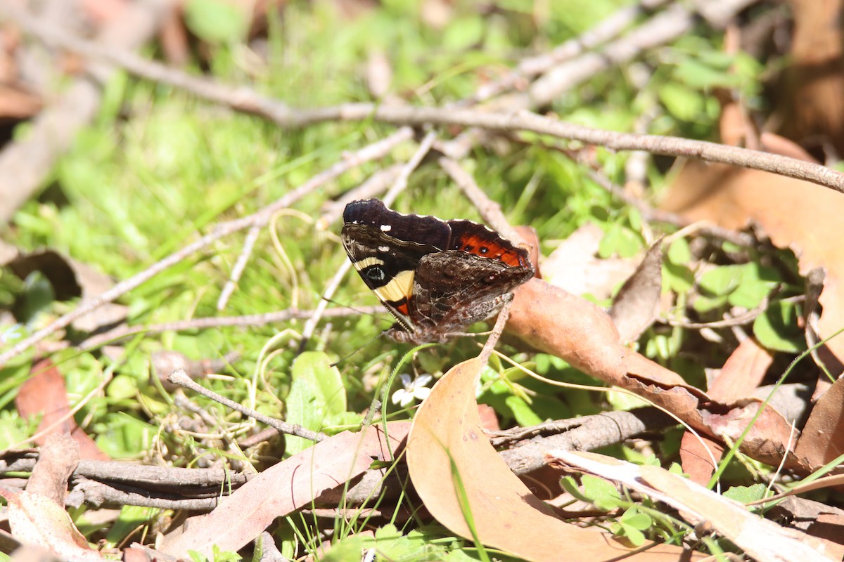 Yellow Admiral - ML646032457