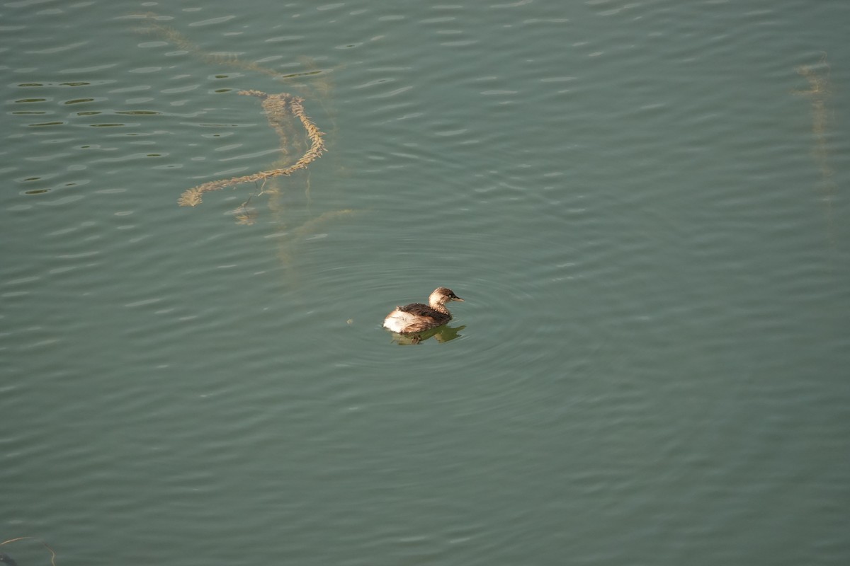 Little Grebe - ML646032468