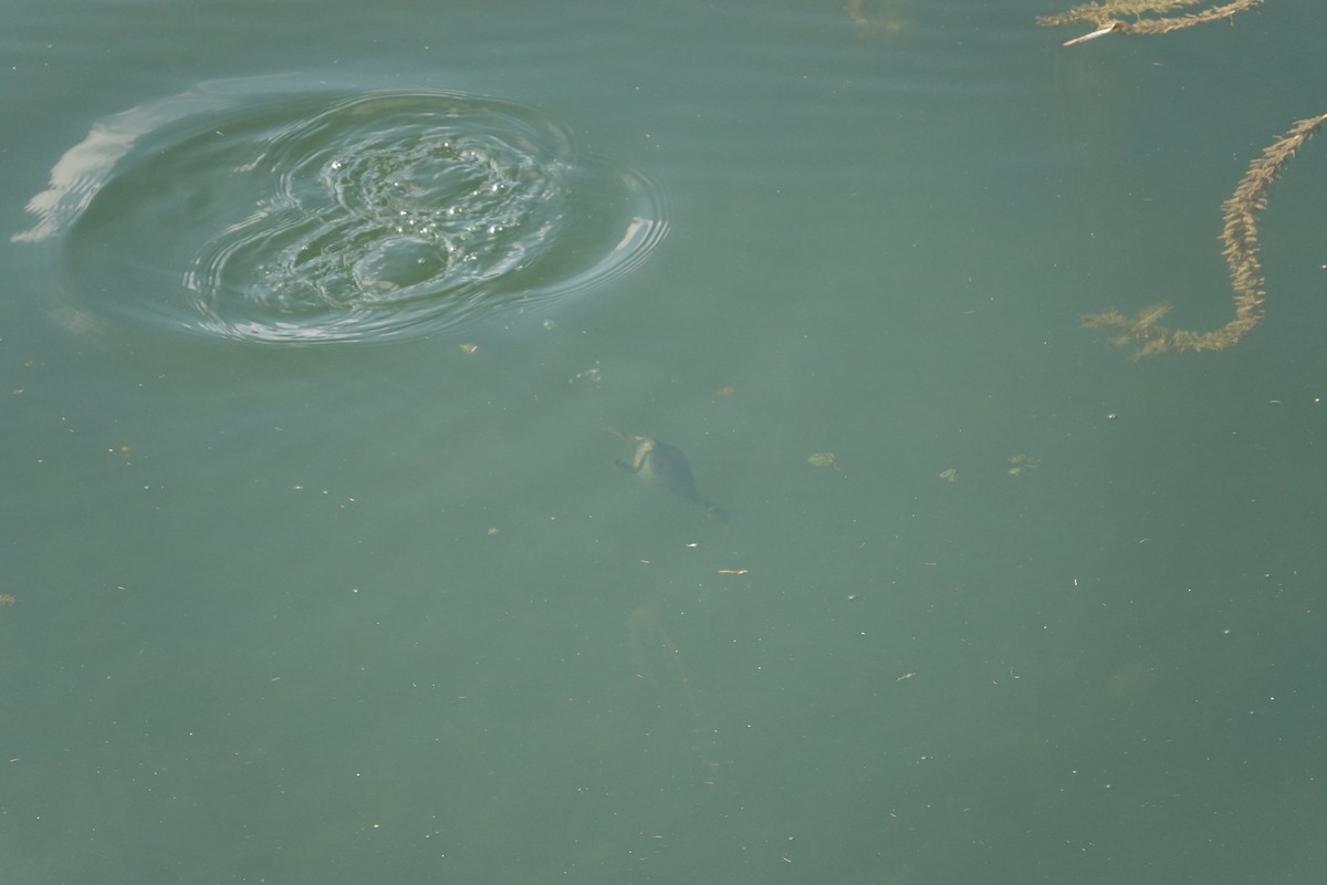 Little Grebe - ML646032469