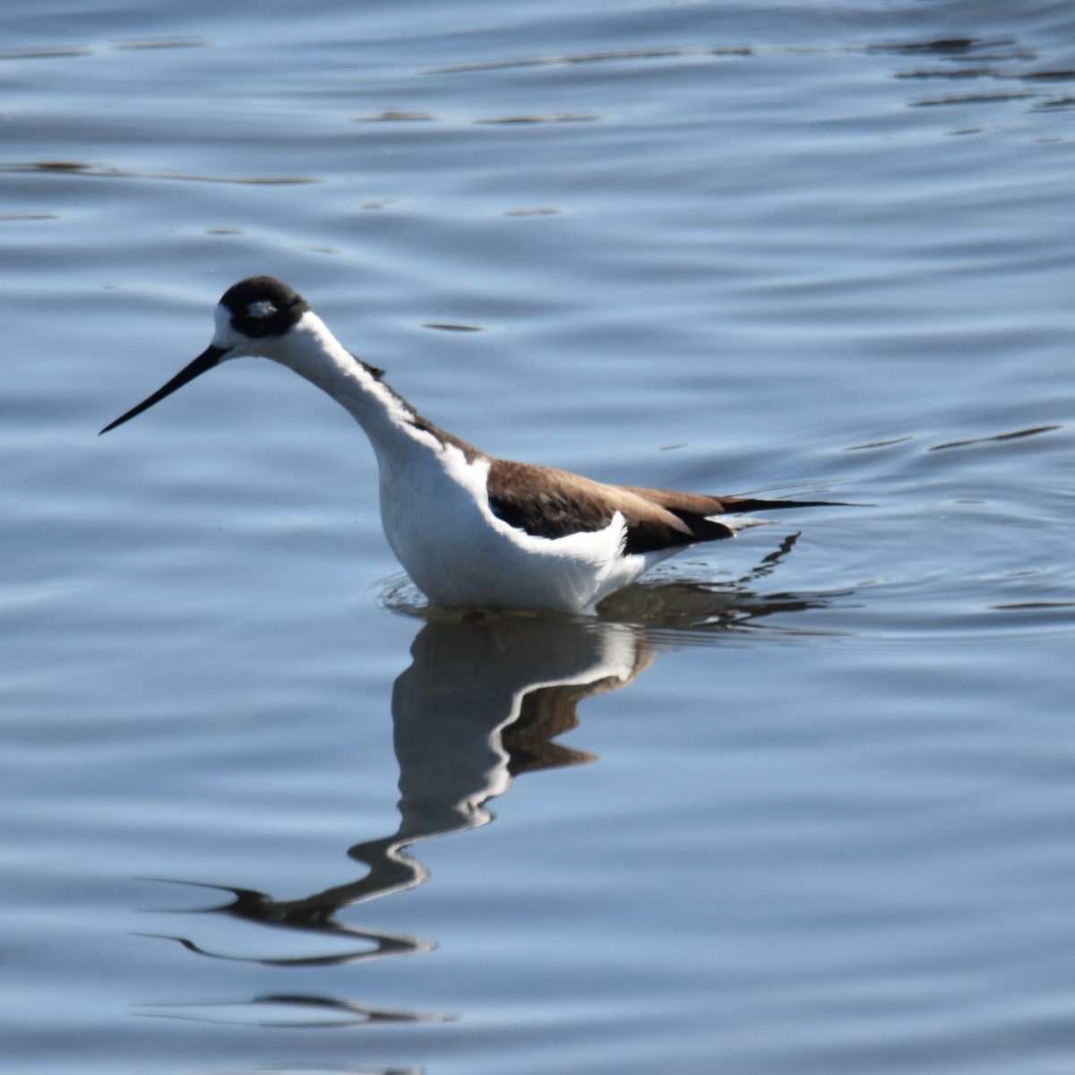 Zankaluze kaskabeltza - ML646032477