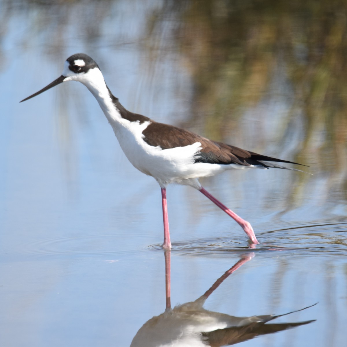 Zankaluze kaskabeltza - ML646032478