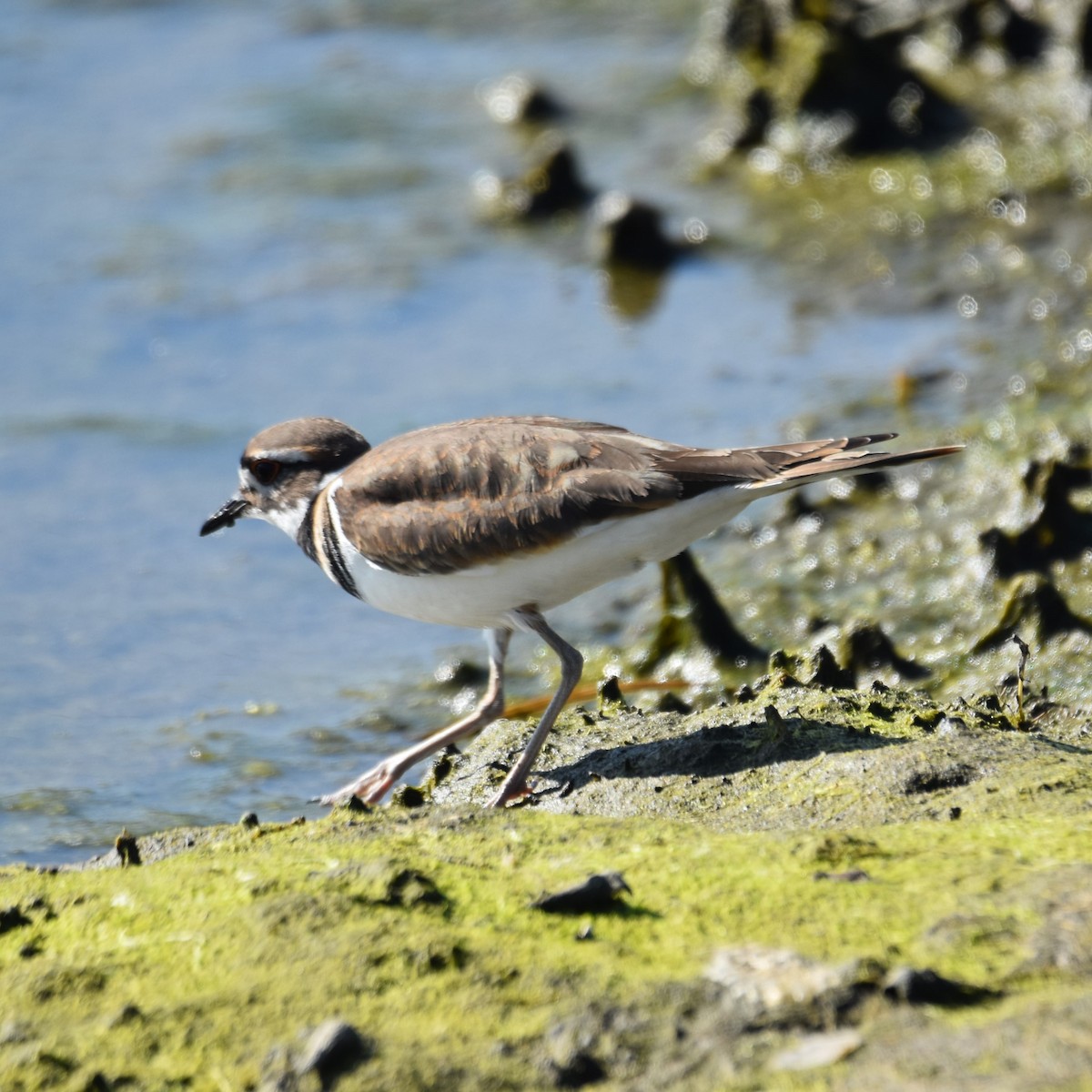 Kildir txirritxoa - ML646032479