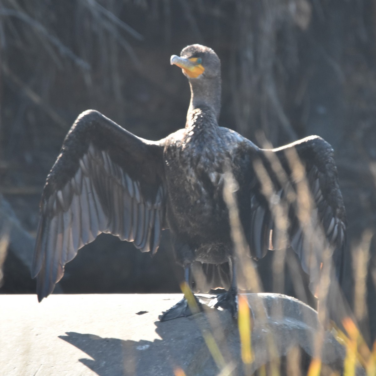 Ubarroi belarriduna - ML646032480