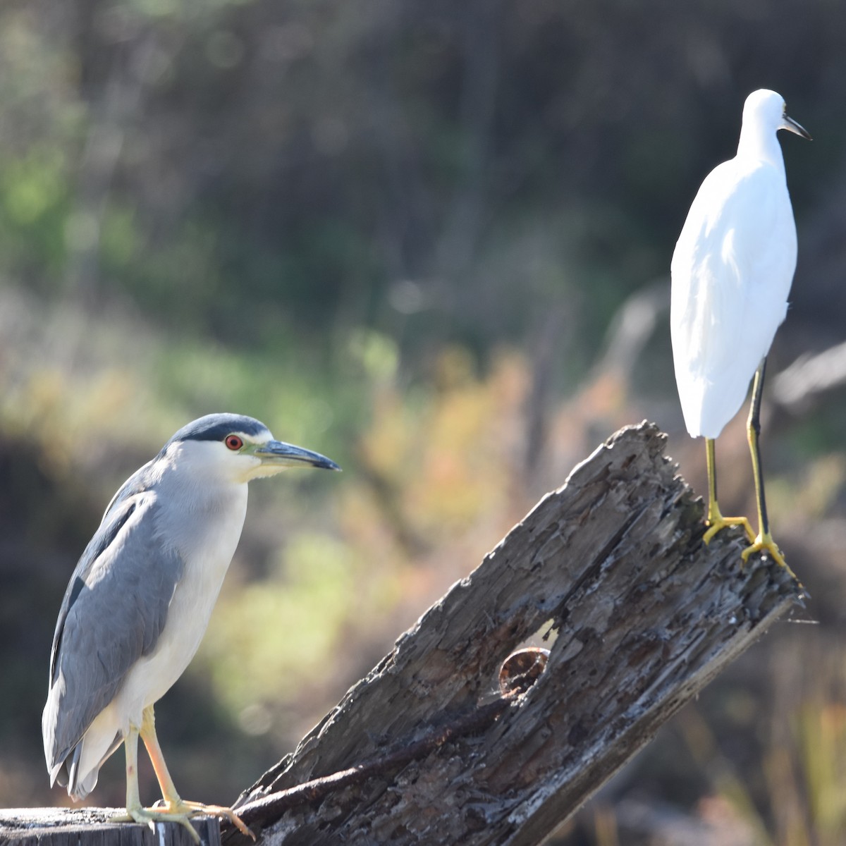 Snowy Egret - ML646032485