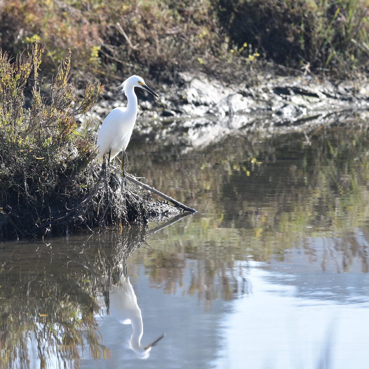 Snowy Egret - ML646032486