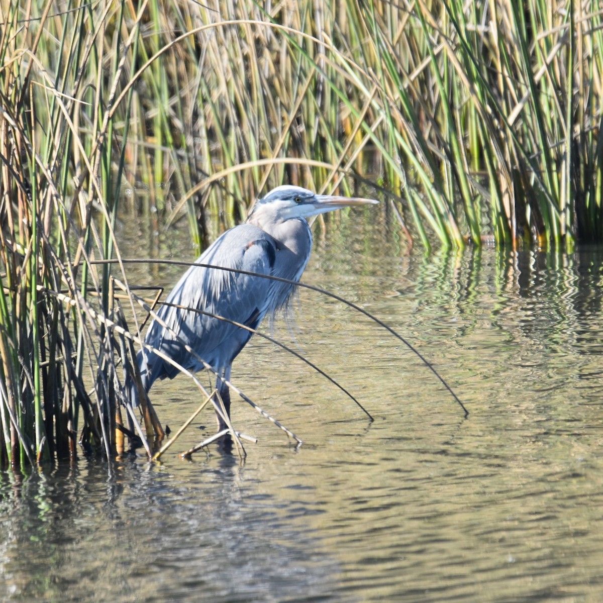 Koartza hauskara amerikarra - ML646032491