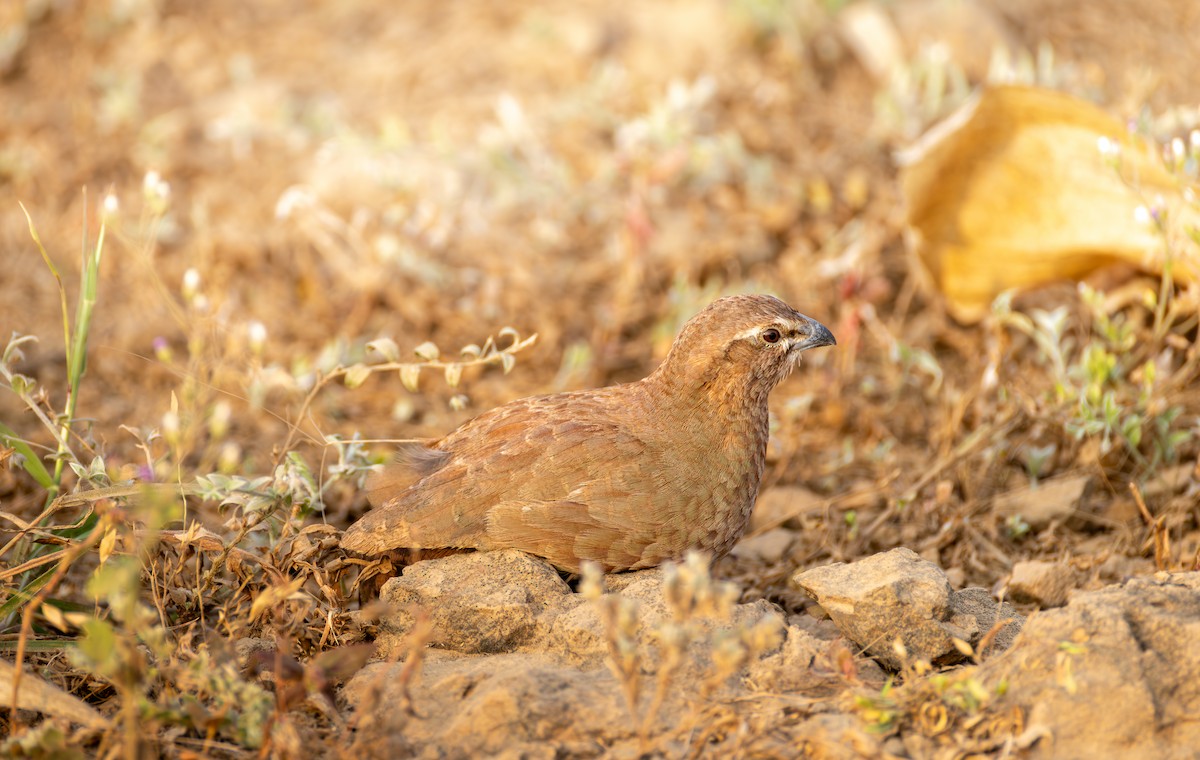 Taşlık Cüce Bıldırcını - ML646032493