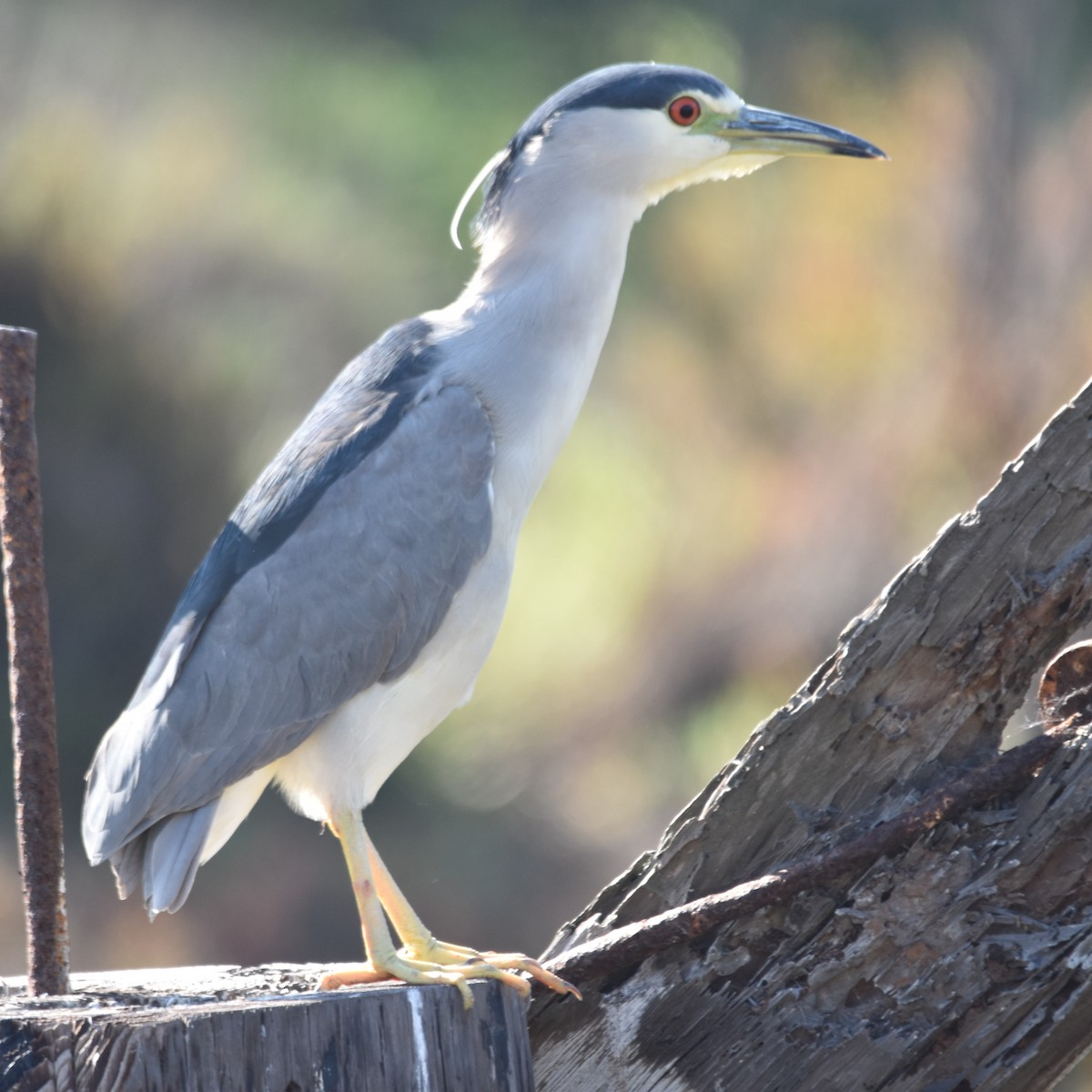 Amiltxori arrunta - ML646032494