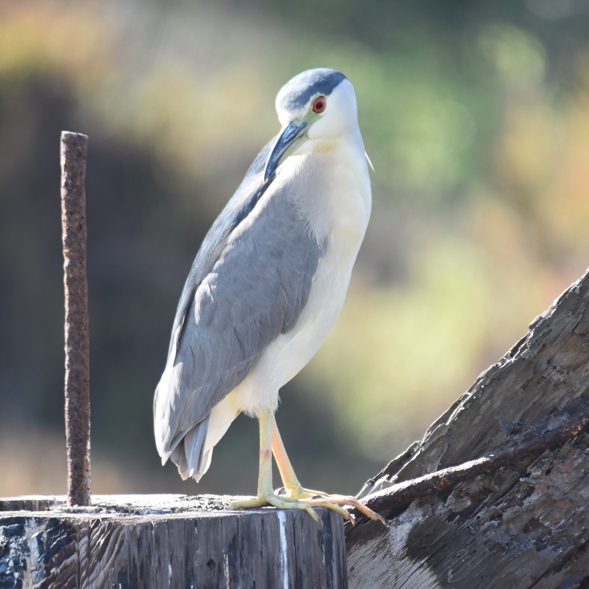 Amiltxori arrunta - ML646032495