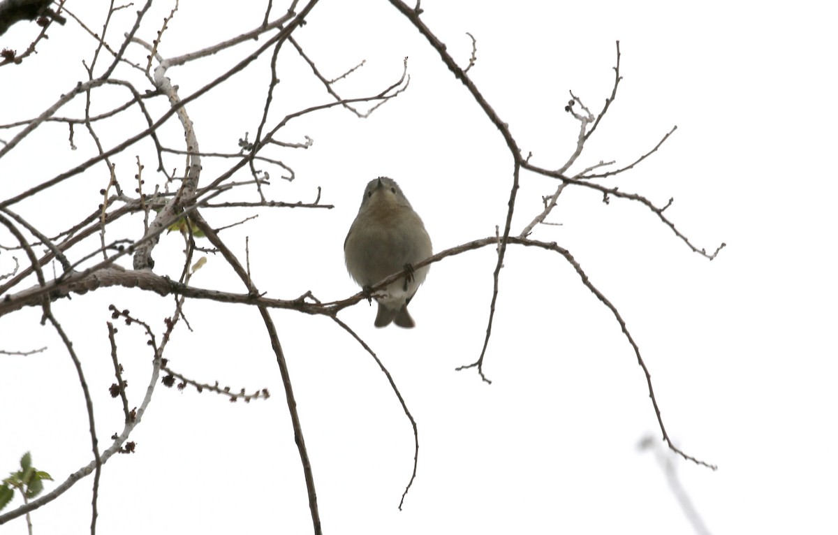 Paruline de Lucy - ML646032496