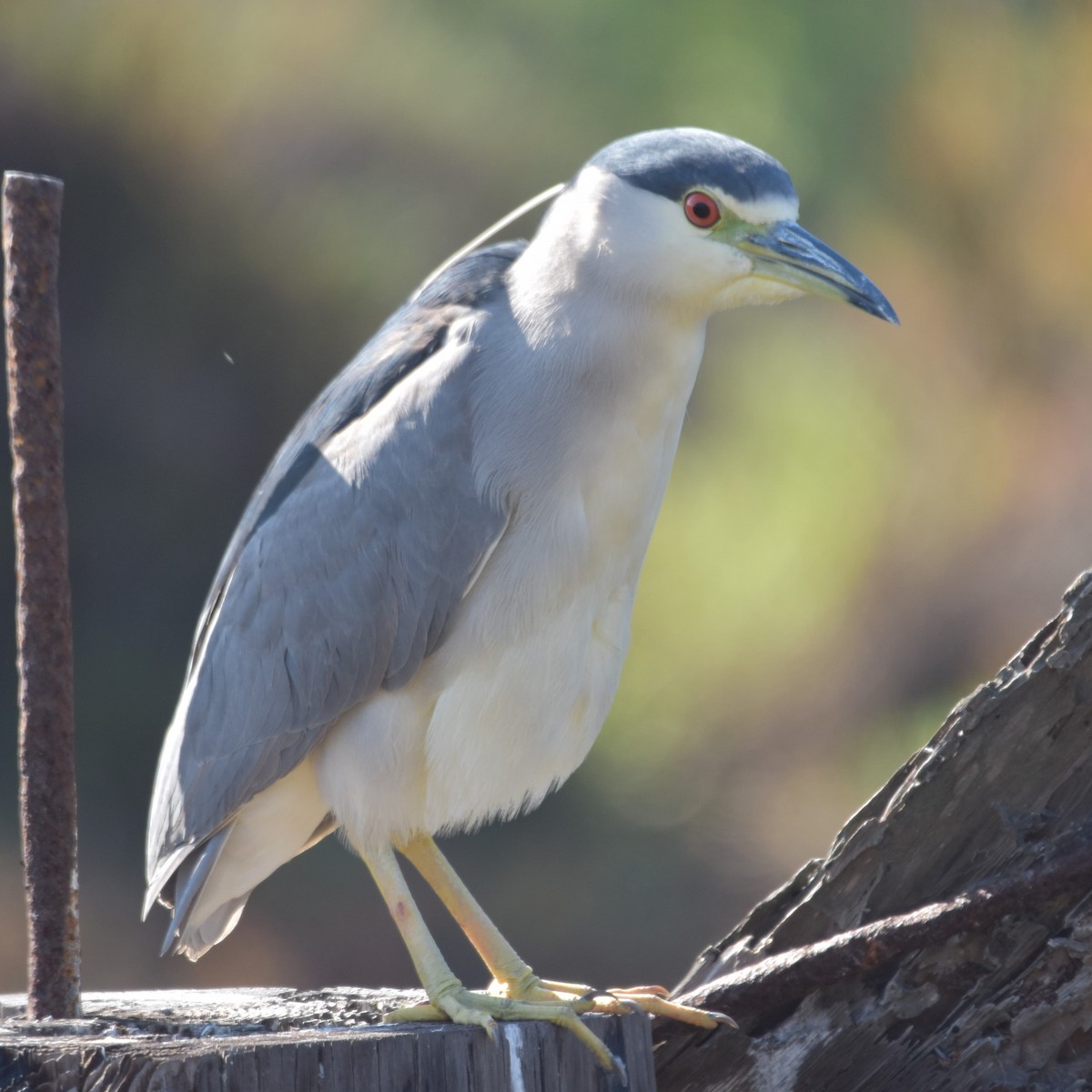 Amiltxori arrunta - ML646032500