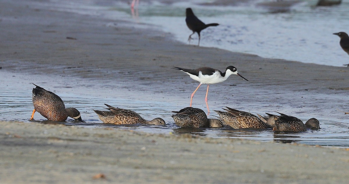 čírka modrokřídlá - ML646032503