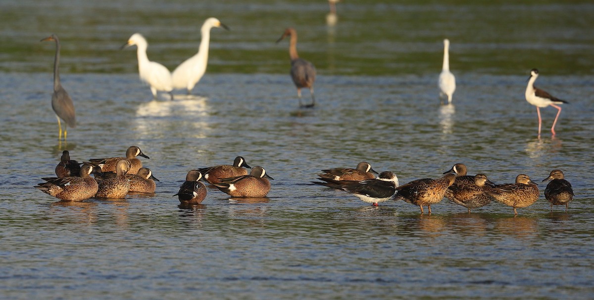 čírka modrokřídlá - ML646032504