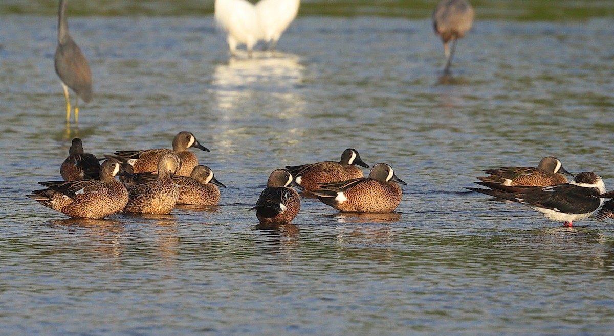 čírka modrokřídlá - ML646032506