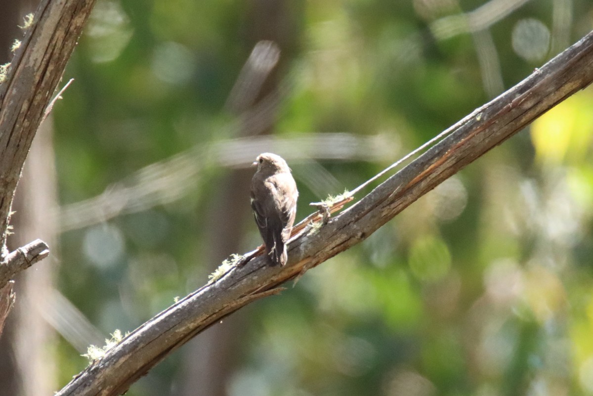 lejsčík ohnivý - ML646032507