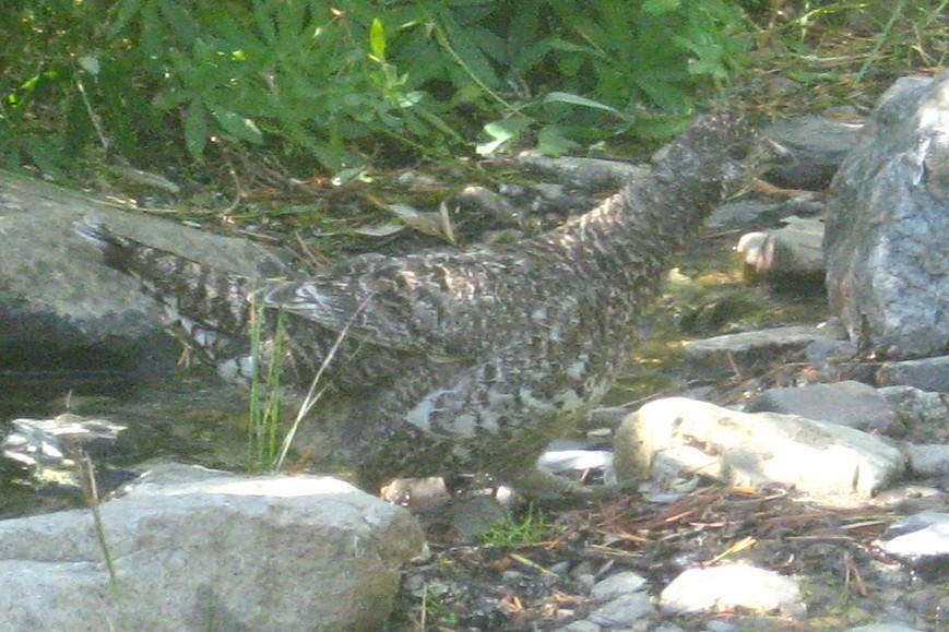 Sooty Grouse - ML646032512