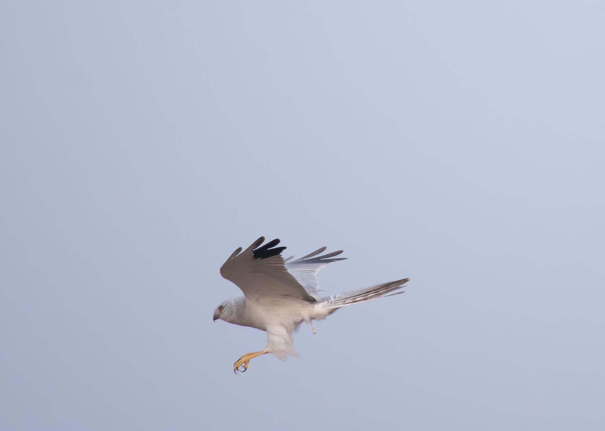 Pallid Harrier - ML646032514