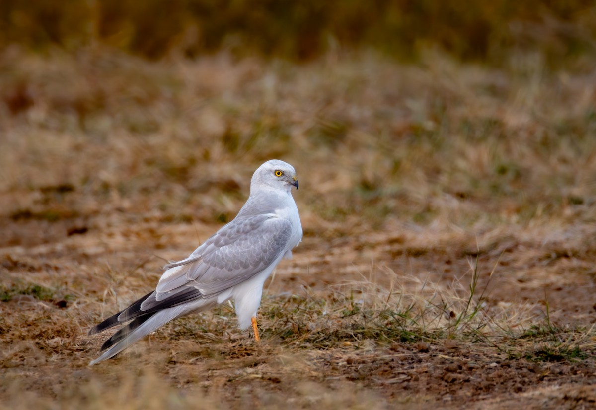 Pallid Harrier - ML646032515
