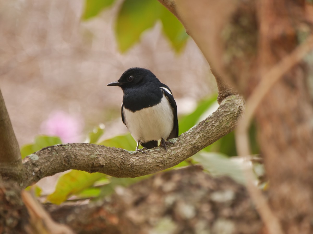 Oriental Magpie-Robin - ML646032516