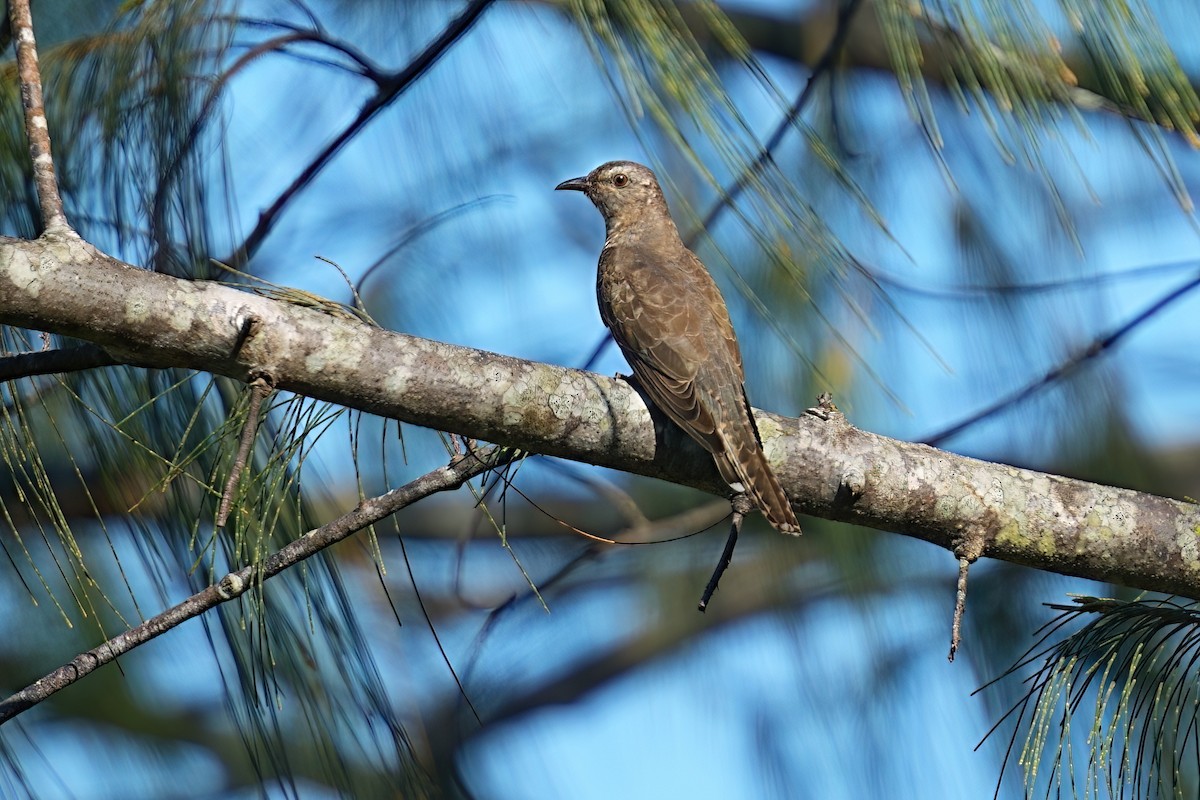 Sahul Brush Cuckoo - ML646032517