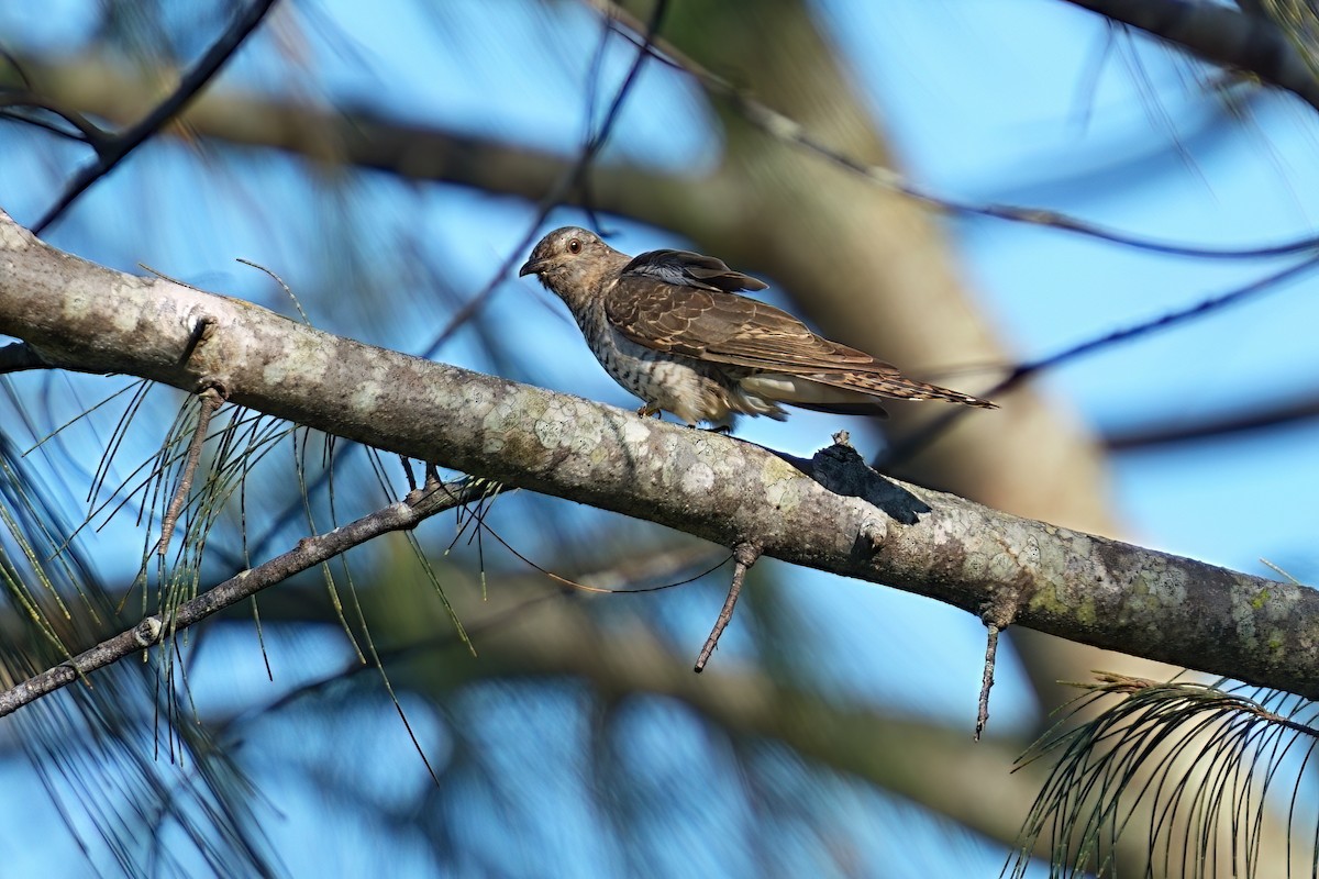 Sahul Brush Cuckoo - ML646032518