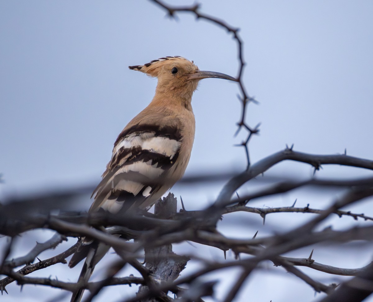 Common Hoopoe - ML646032520