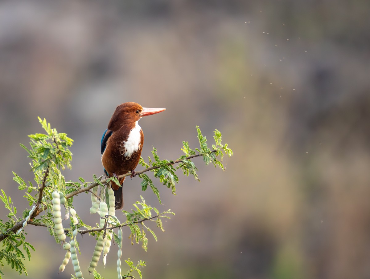 White-throated Kingfisher - ML646032522