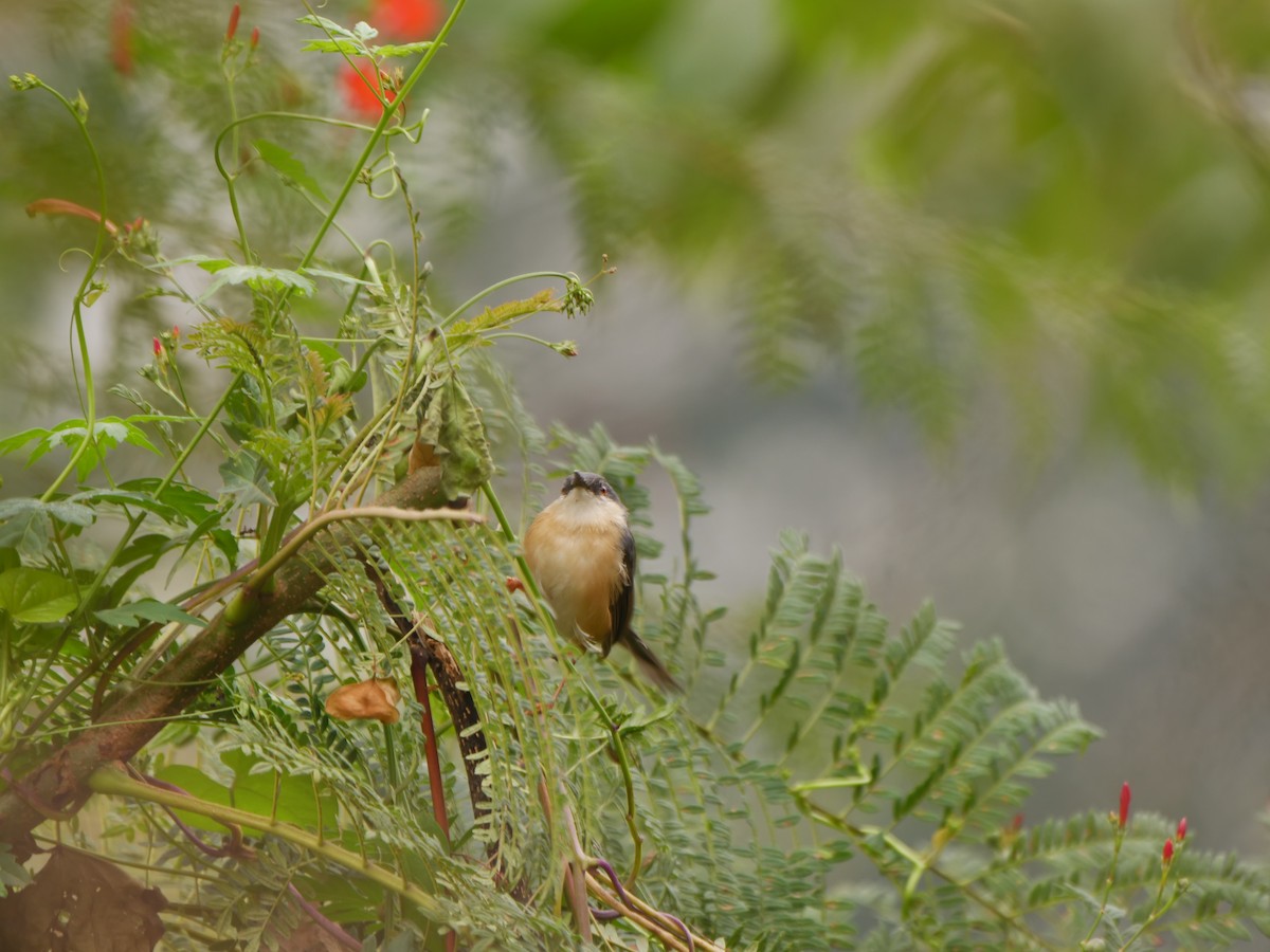 Ashy Prinia - ML646032523