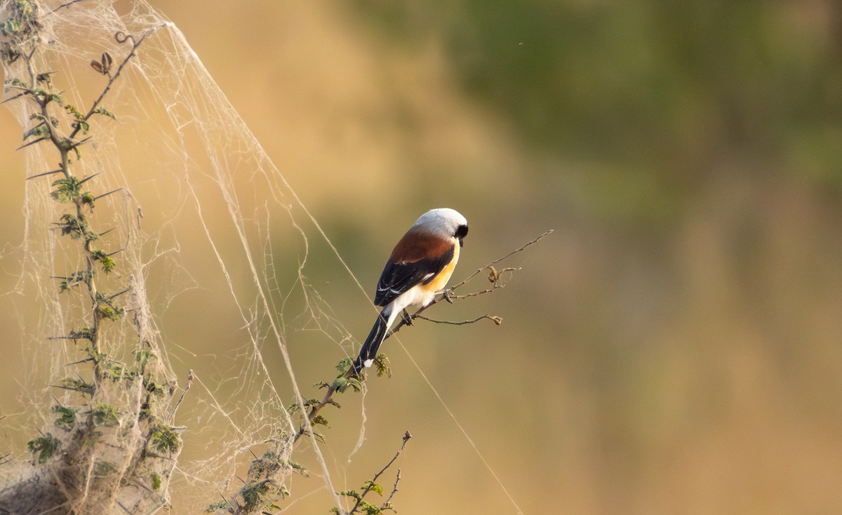 Bay-backed Shrike - ML646032525
