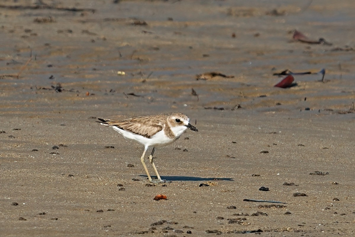 Greater Sand-Plover - ML646032527