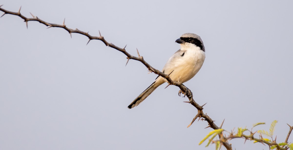 Great Gray Shrike - ML646032528