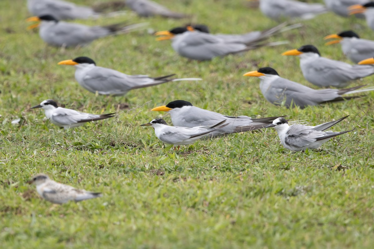 Little Tern - ML646032530