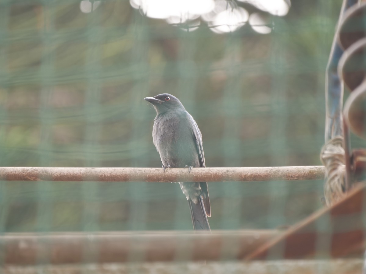 Ashy Drongo - ML646032532