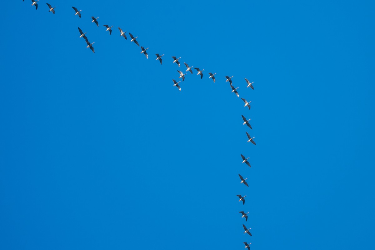 Greater White-fronted Goose - ML646032533