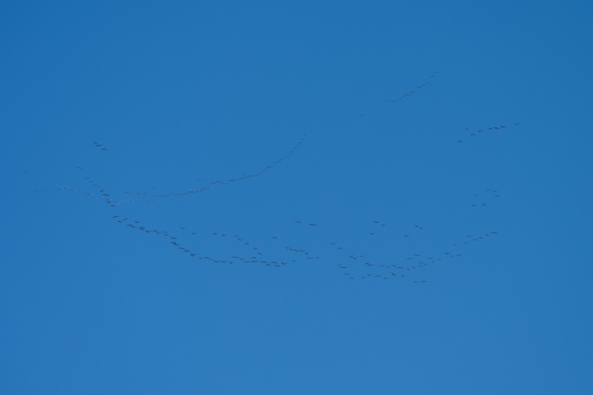 Greater White-fronted Goose - ML646032534