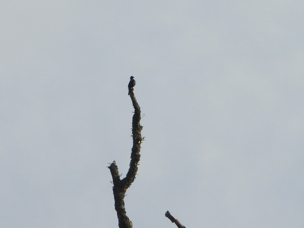 Waller's Starling - ML646032538