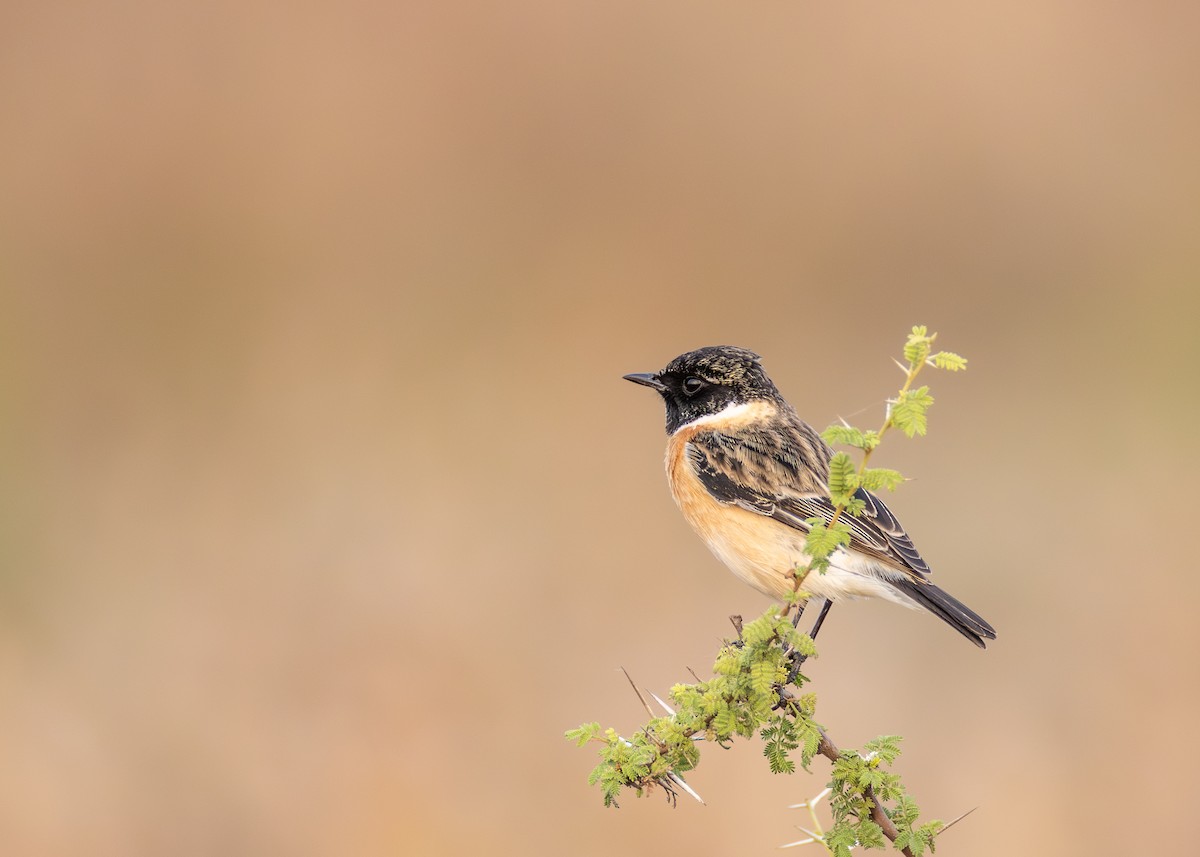Siberian Stonechat - ML646032540