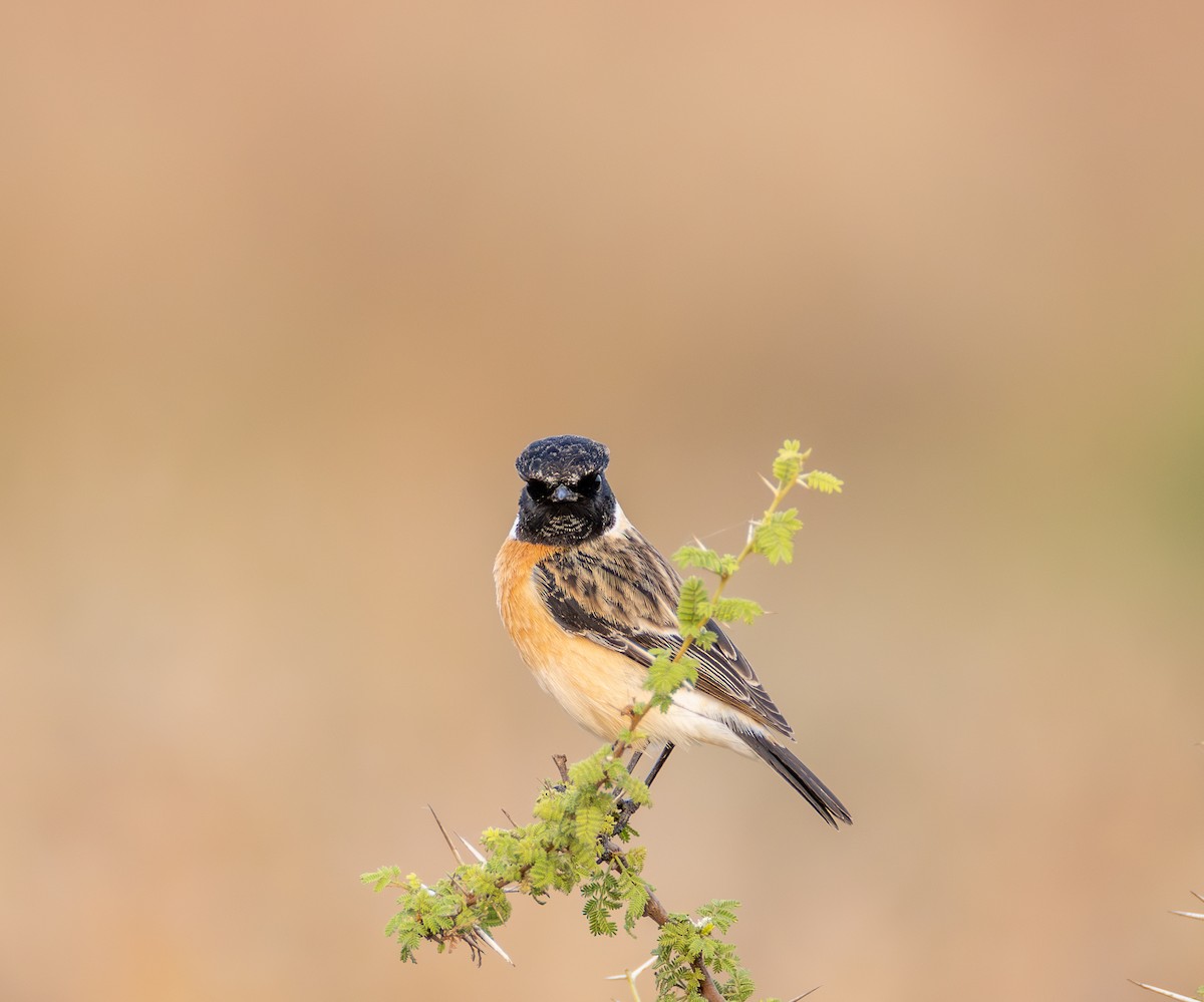 Siberian Stonechat - ML646032541
