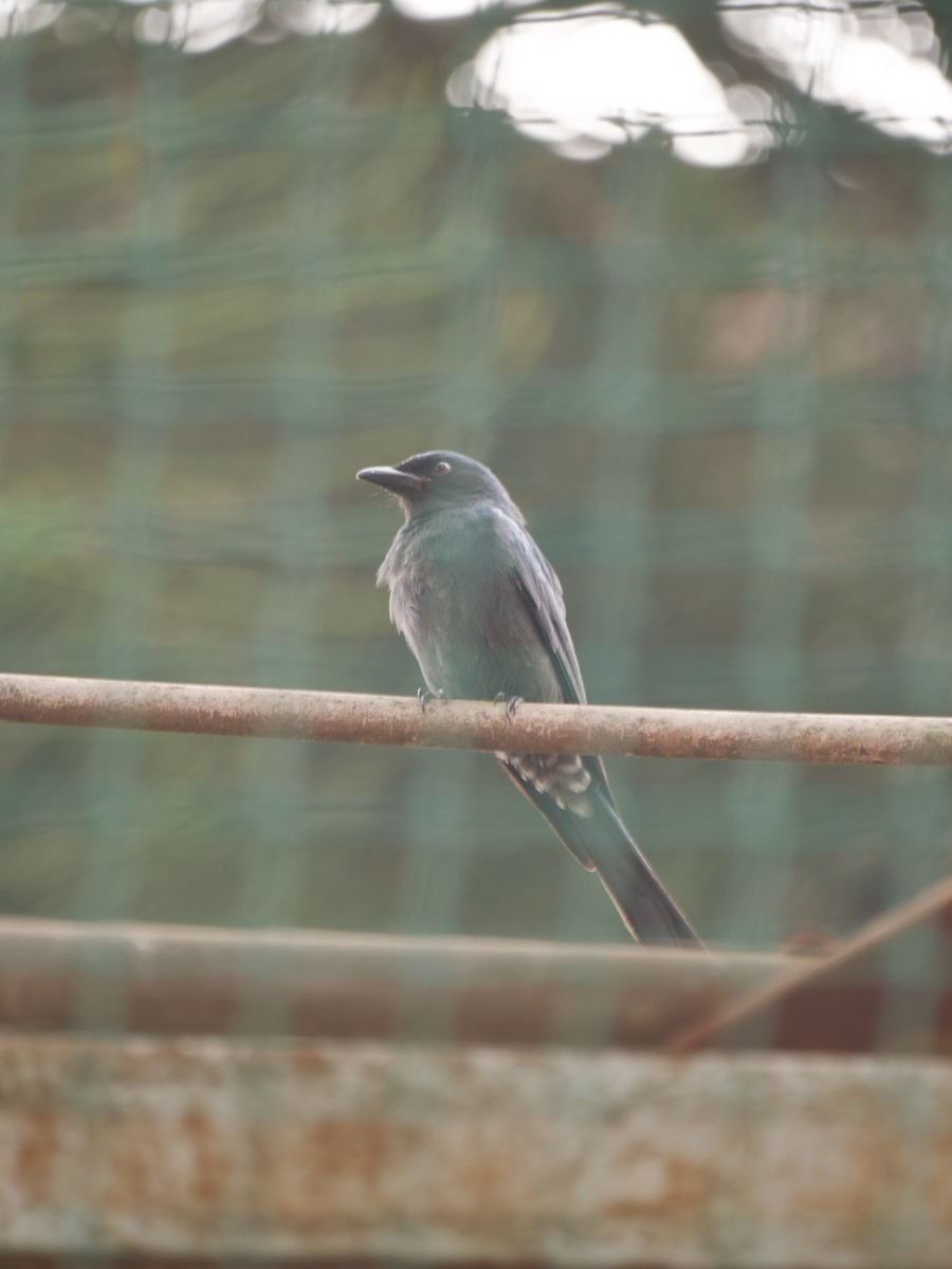 Ashy Drongo - ML646032542