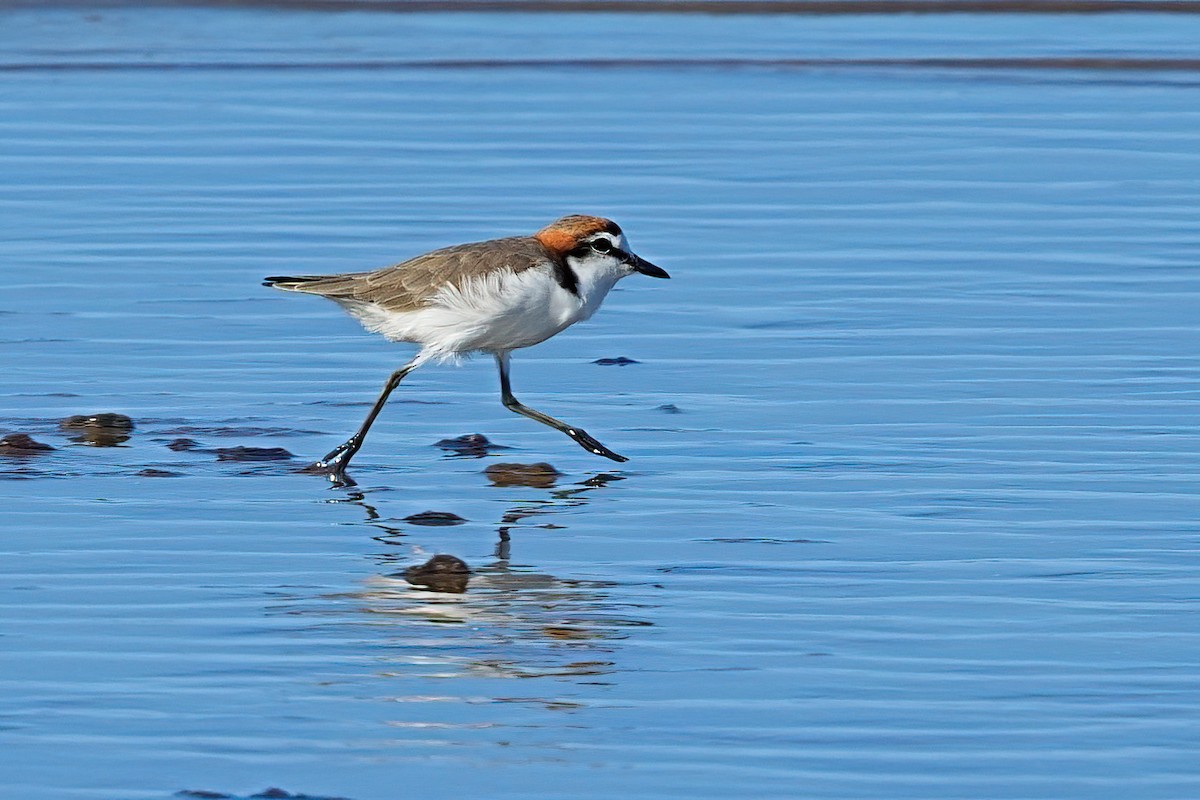 Red-capped Plover - ML646032543