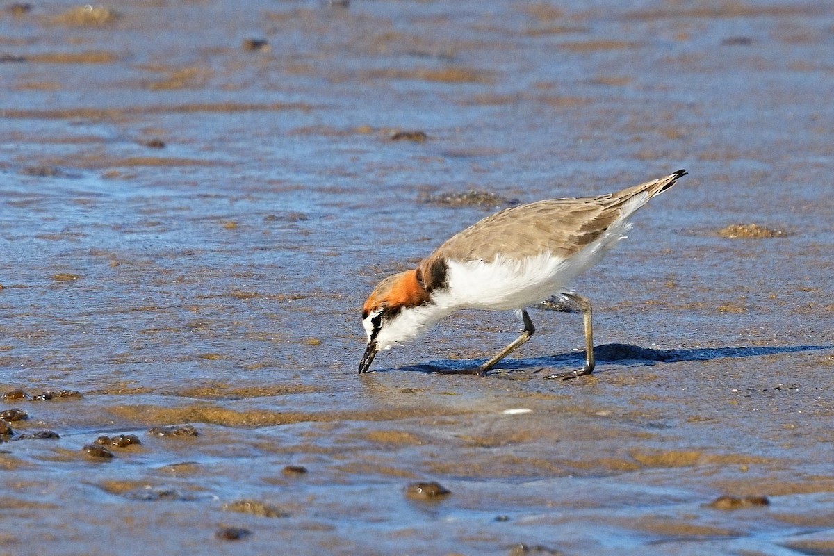 Red-capped Plover - ML646032544