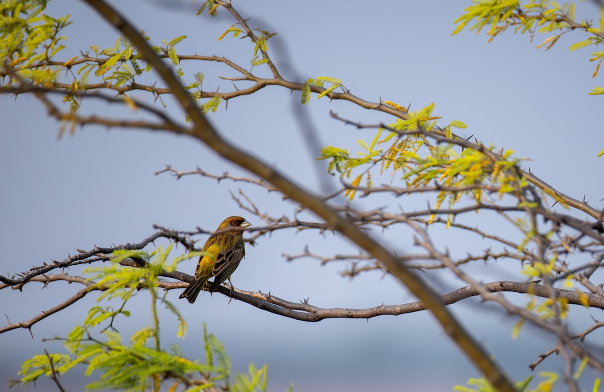Red-headed Bunting - ML646032552