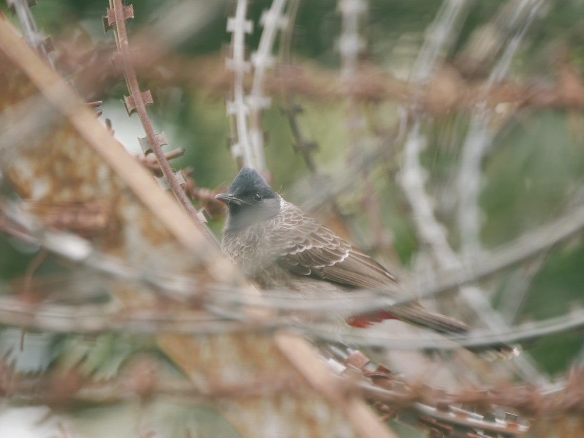 Red-vented Bulbul - ML646032554