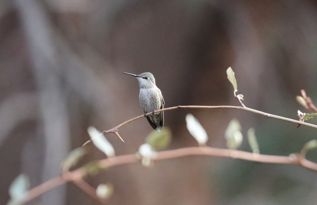 Anna's Hummingbird - ML646032556