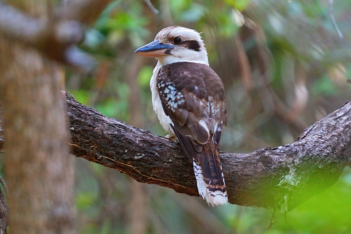 Laughing Kookaburra - ML646032557