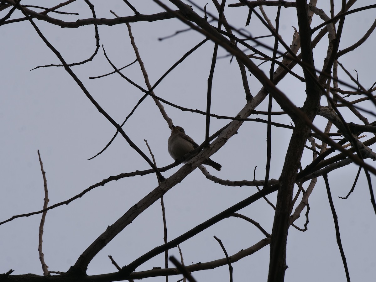 Дагуурын намнаахай - ML646032563