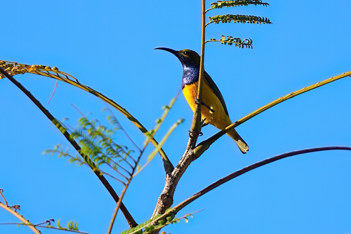 Sahul Sunbird - ML646032567